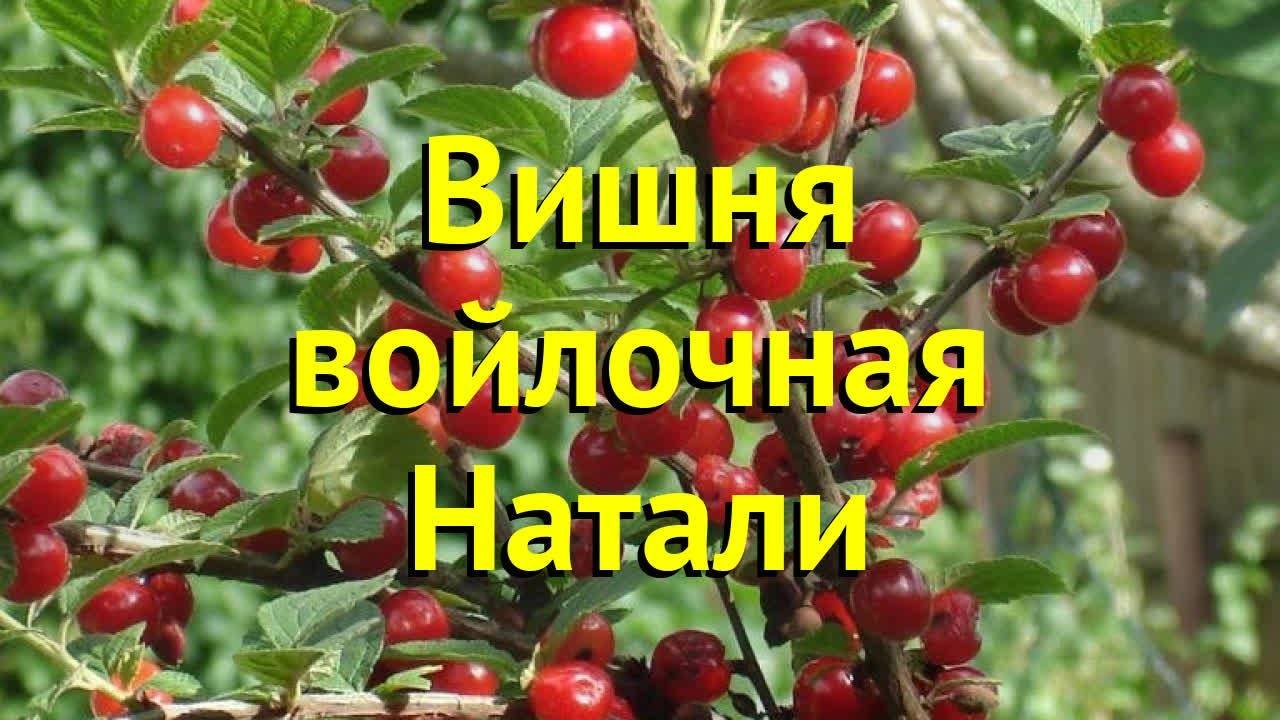 Сорт вишни натали. Вишня войлочная Натали куст. Саженцы вишня войлочная. Войлочная вишня куст. Вишня войлочная габитус.