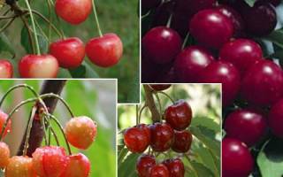 Подробное описание сорта вишни уральская рубиновая