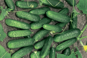 Высокоустойчивый голландский гибрид огурцов «седрик f1» для выращивания в теплице: фото, видео, описание, посадка, характеристика, урожайность, отзывы