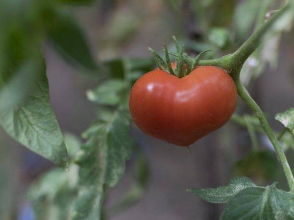 Помидоры «юбилейный тарасенко»: описание, агротехника выращивания
