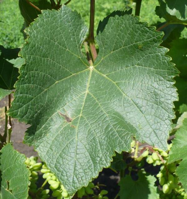 Сорт винограда юпитер: описание, преимущества и недостатки, технология выращивания