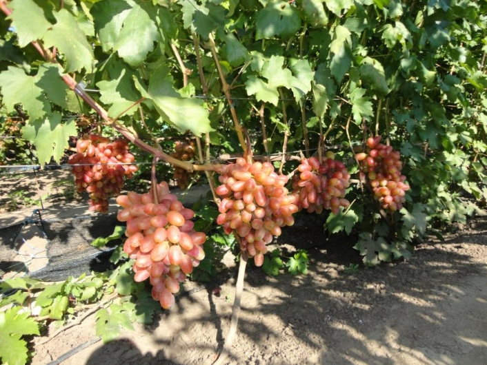 Бескосточковые сорта винограда в украине: описание, фото, купить саженцы - vinograd-loza