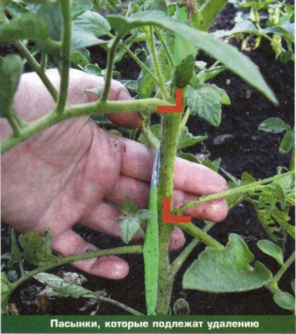 Формирование томатов в открытом грунте