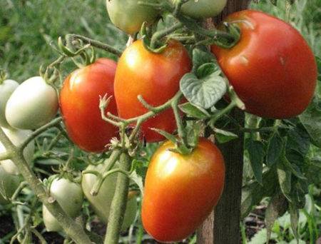Обильный урожай и 7 достоинств: томаты челнок