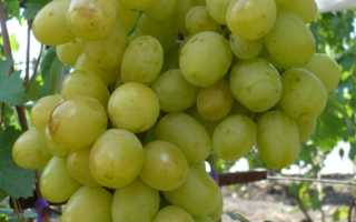 Сорт винограда ланселот – особенности разведения для новичков