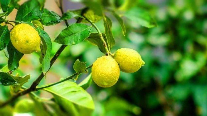 У лимона опадают листья: что делать