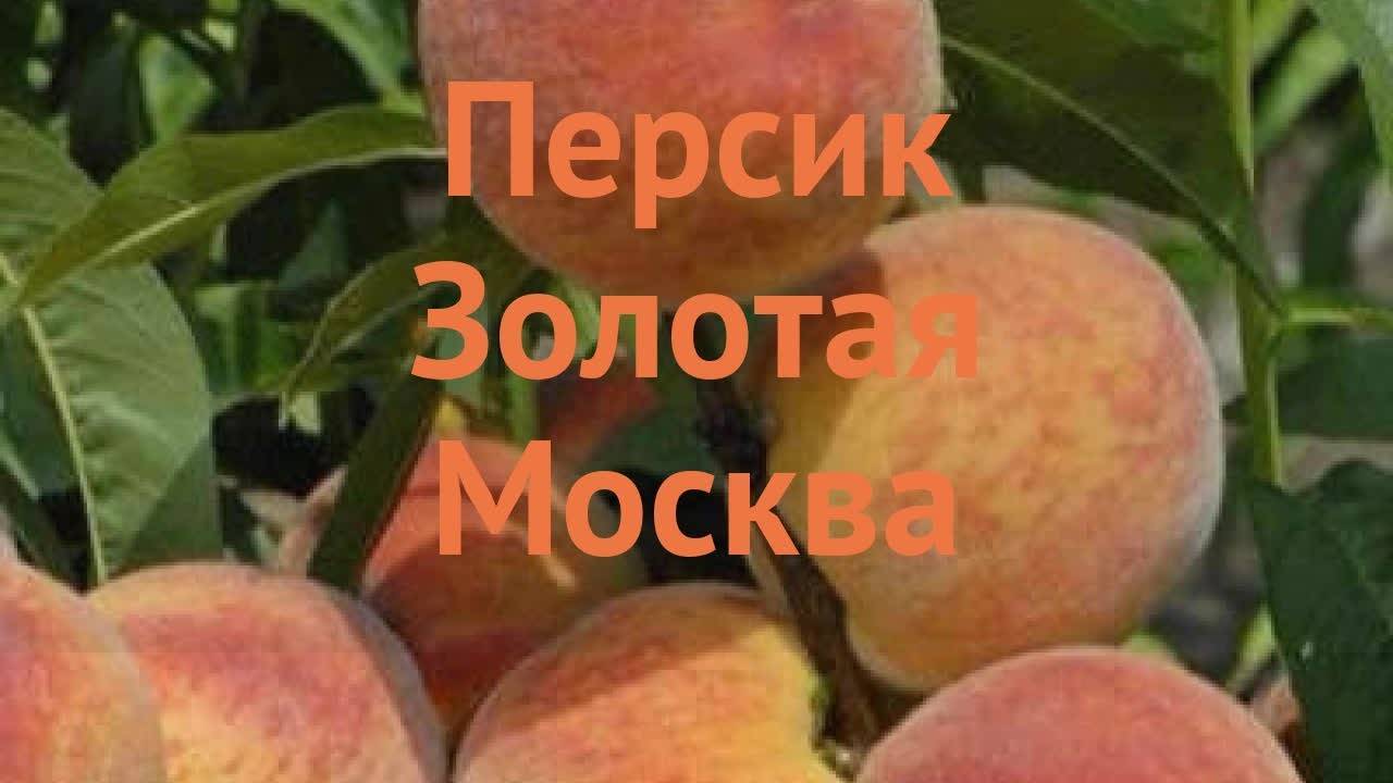 Персик сорта редхейвен – высокий урожай вкусных, крупных плодов в прохладных районах
