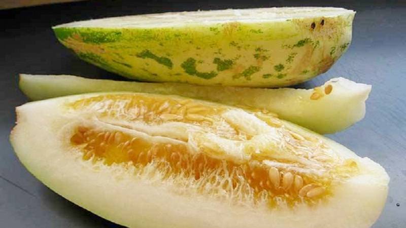 Об огурдыне: выращивание огурца со вкусом дыни, правила посадки и ухода