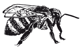 Как пчеловоды собирают мед