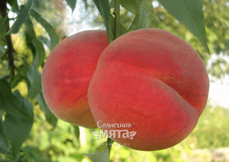 Достоинства и недостатки сорта персиков гринсборо, отзывы и фото