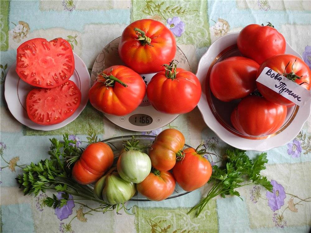 Описание сорта томата вова путин — как поднять урожайность