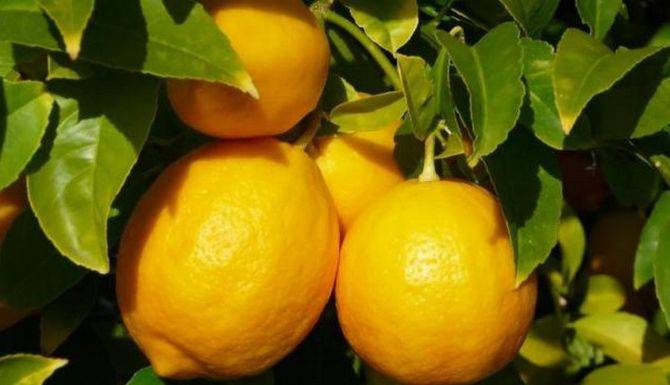 Сорта лимона, вид плодов и информация об уходе и размножении цитруса