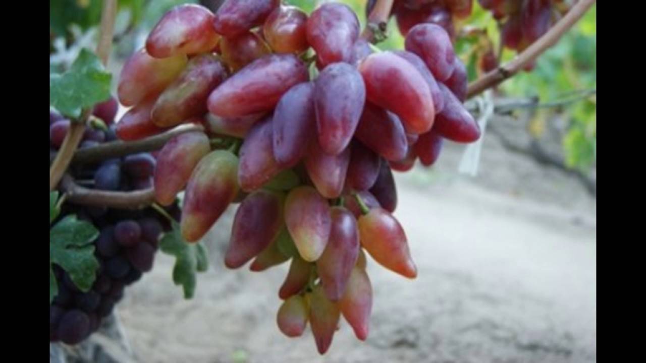 Виноград дубовский розовый — рассматриваем подробно