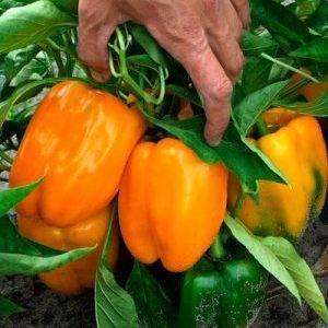 Перец оранжевое чудо: описание и отзывы о гибриде, фото урожая, секреты выращивания этого сорта