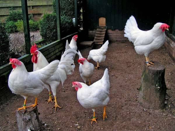 Минорка – описание и характеристика яичной породы кур
