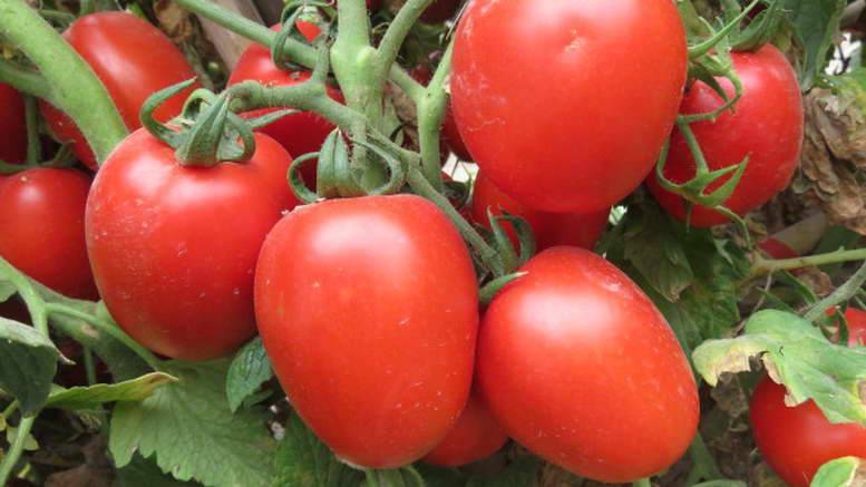 Томат "столыпин": описание сорта и фото, характеристики плодов помидоров и советы по их выращиванию
