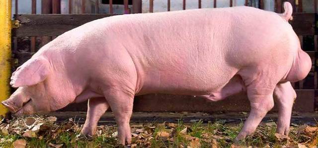 Порода свиней венгерская мангалица: содержание, разведение, уход
