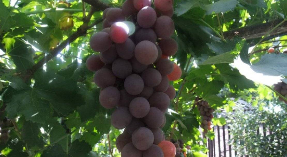 Сорт винограда рута. описание и фото