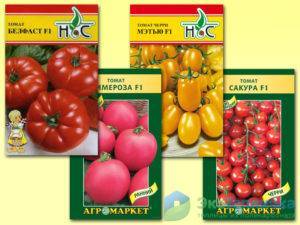 Голландские сорта помидоров: выбор лучших, посадка и уход