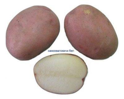 Почему картошка чернеет после варки или при хранении?