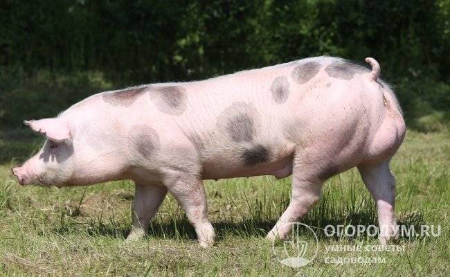 Статьи о племенном свиноводстве на piginfo | мясная порода свиней петрен
