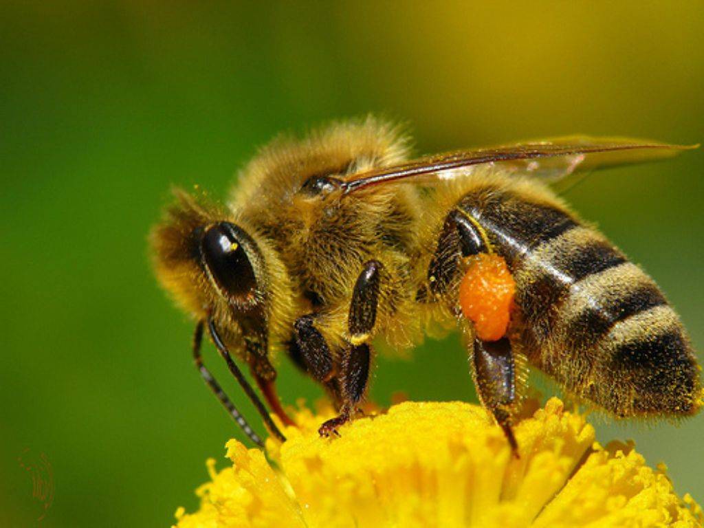 Породы пчёл: описание и фото самых популярных пород пчёл