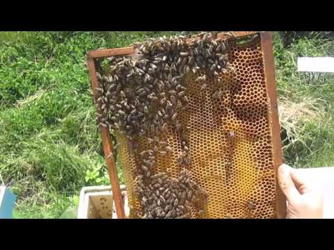 Объединение слабых пчелиных семей весной