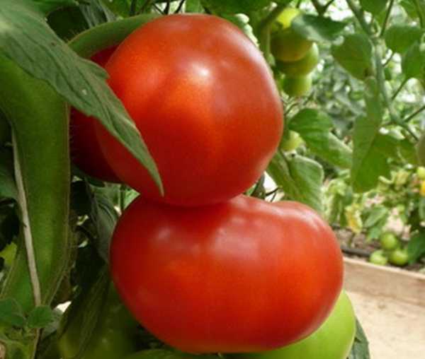 Сорта томатов устойчивые к фитофторе для теплицы и открытого грунта