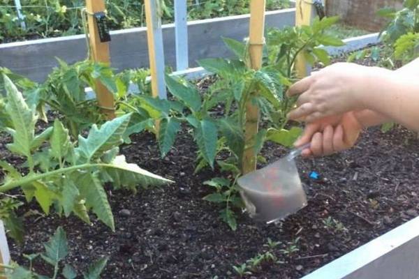Правильная посадка помидор в теплицу из поликарбоната: когда высаживать и как сажать