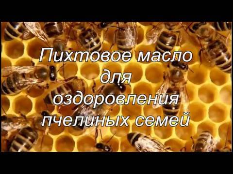 Как применять пихтовое масло для пчел