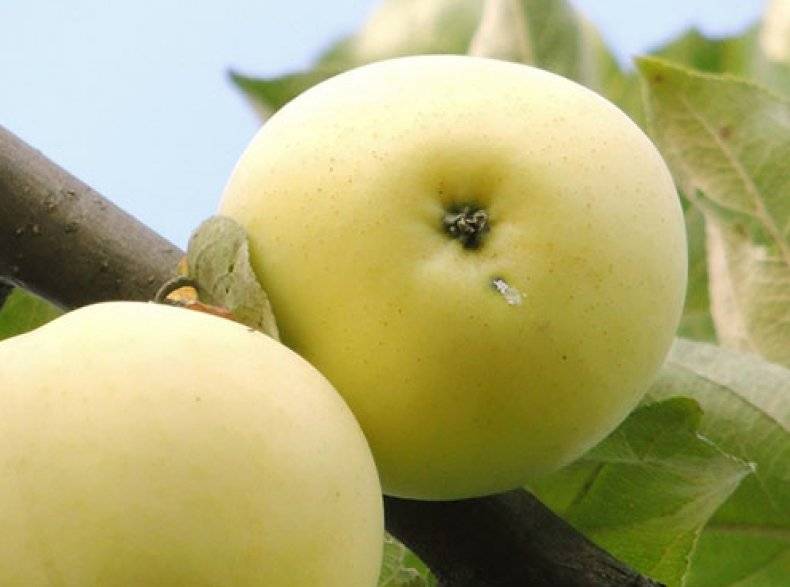 Сорт яблони белый налив: характеристика и сроки созревания плодов