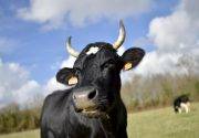 Что делать если у коровы вывих ноги?