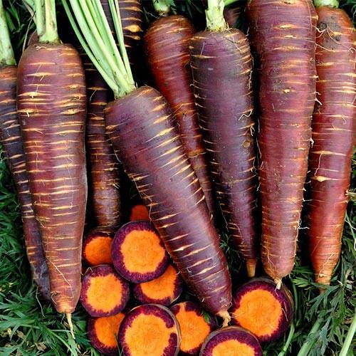 Полезна ли фиолетовая морковь? состав, польза и применение