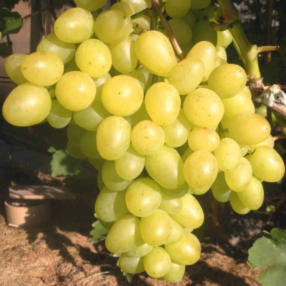 Сорт винограда аркадия: характеристика, секреты выращивания
