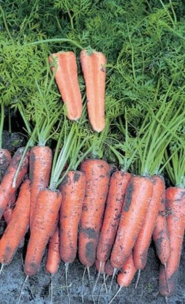 Сорт моркови канада (f1) - общая информация - 2020