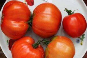 Диетический томат с фруктовым вкусом черная лакомка f1: детальное описание, агротехника, отзывы