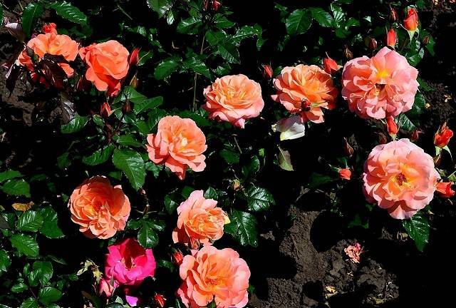 О розе алоха (aloha): описание и характеристики, выращивание розы плетистой