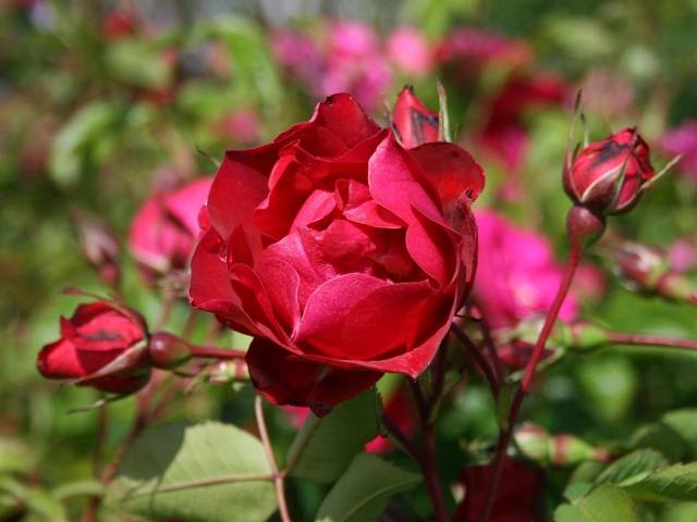 Роза эксплорер: описание и фото растения, а также рекомендации по уходу и размножению