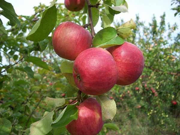 Сорт яблони жигулёвское: как получить высокий урожай и справиться с недостатками