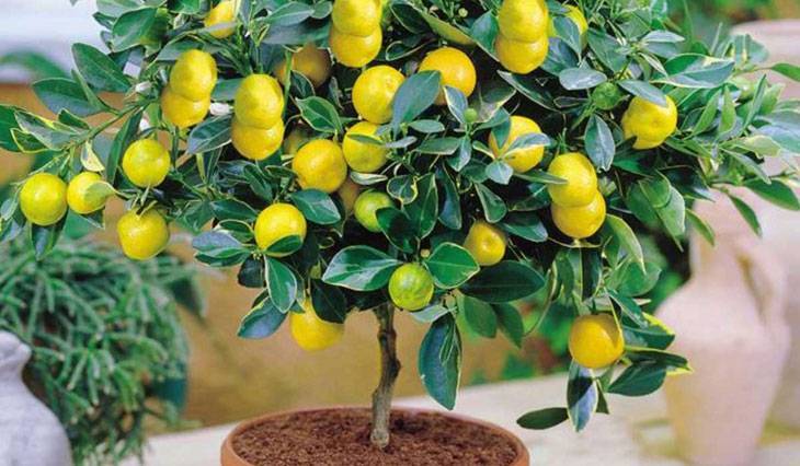 Как прививать лимон: пошаговая инструкция