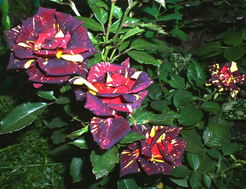 Розы флорибунда — лучшее украшение сада