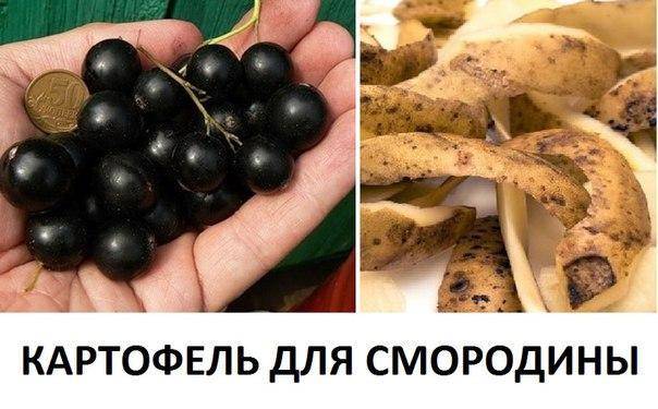 Правила подкормки смородины картофельными очистками