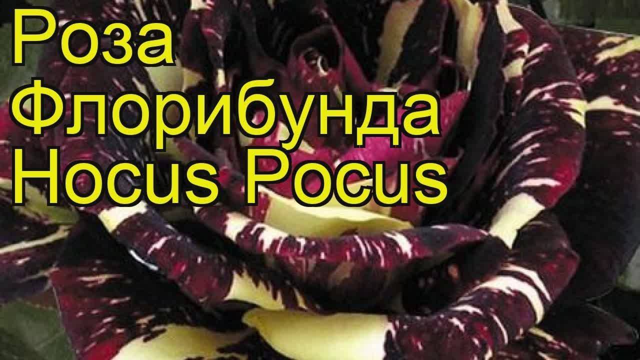 Роза фокус покус (hocus pocus) — описание сортовой культуры