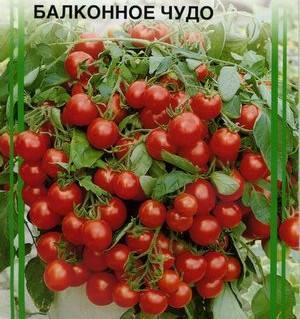 Как выращивать томат «балконное чудо»?