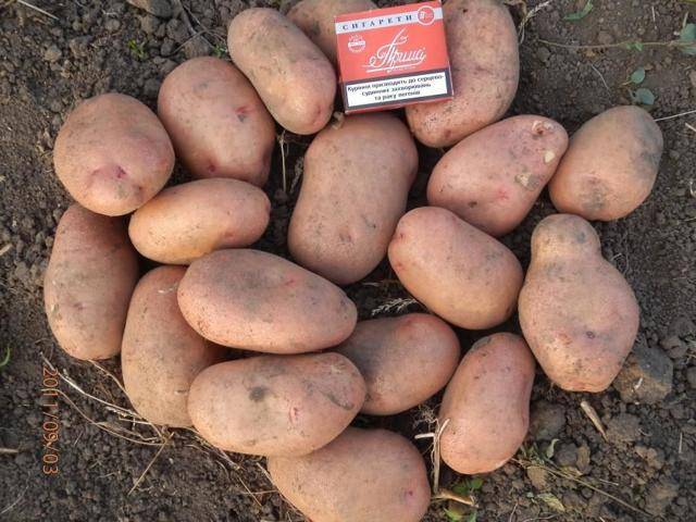 Фиолетовая картошка — просто картофель или экзотический деликатес?