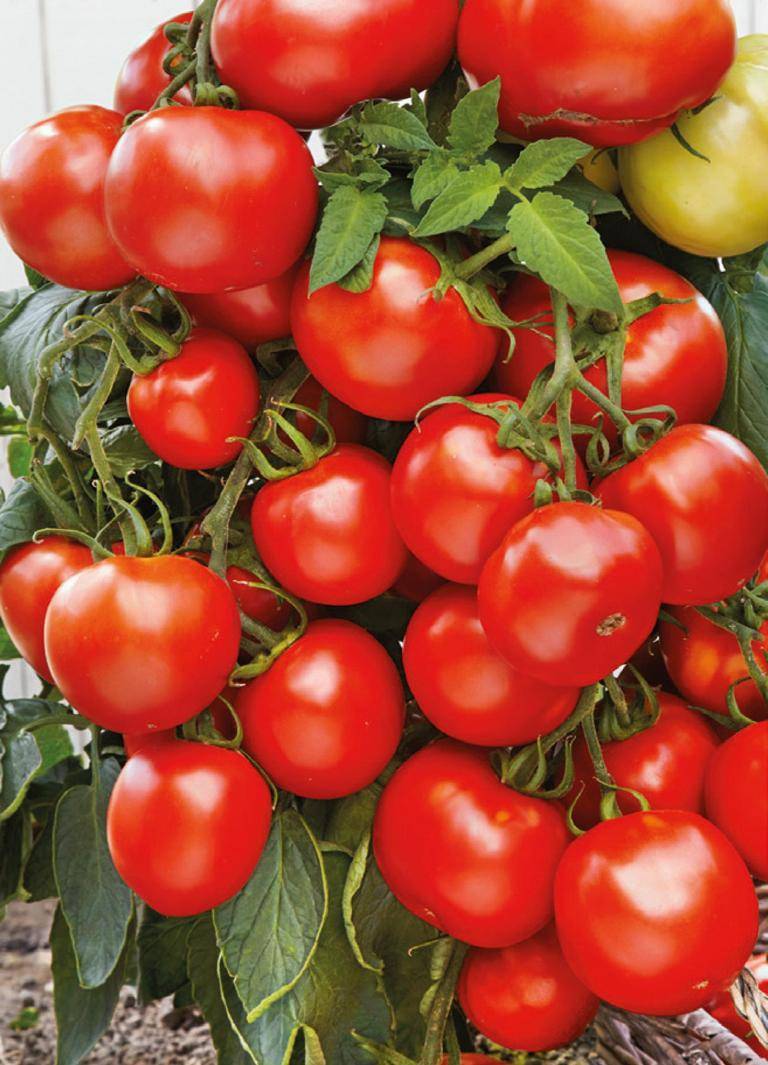 Сорт томата «спасская башня f1», урожайность, фото и отзывы