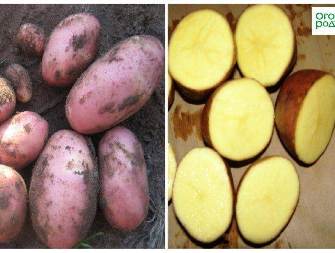 Голландская технология выращивания картофеля: особенности, условия и требования