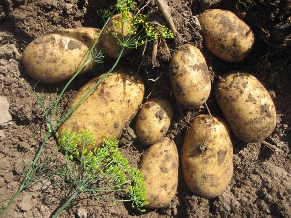Среднеранний сорт картофеля с высокой урожайностью «санте»