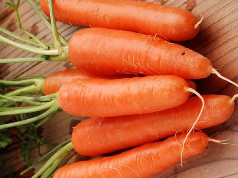 Морковь на урале: сроки посадки, лучшие ранние, поздние и среднепоздние сорта, особенности ухода и отличия климата, а также когда начинать сбор урожая?