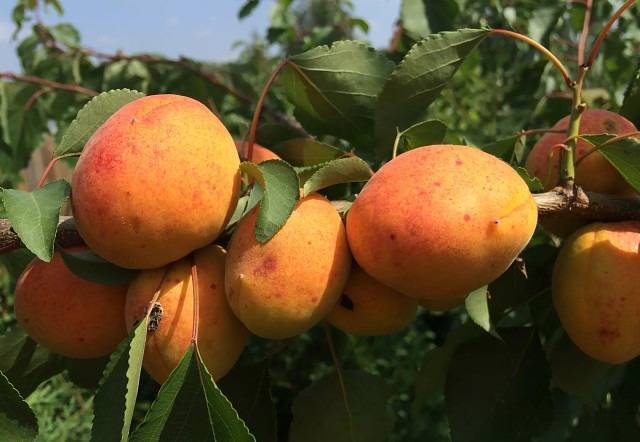 Характеристика и правила выращивания абрикоса сибиряк байкалова